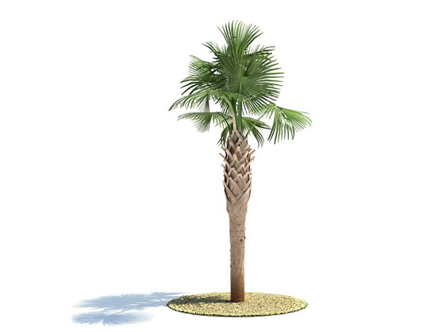 Sabal palmetto tree 3d rendering