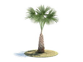 Sabal Palm tree 3d model preview