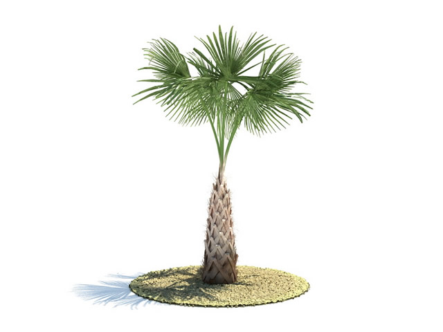 Sabal Palm tree 3d rendering