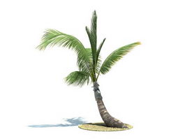 Tall palm tree 3d model preview