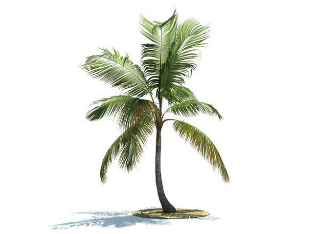Coconut palm 3d rendering