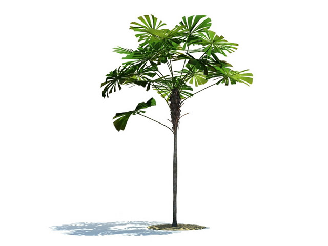Licuala ramsayi tree 3d rendering