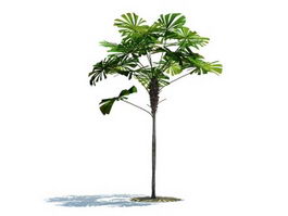 Licuala ramsayi tree 3d model preview