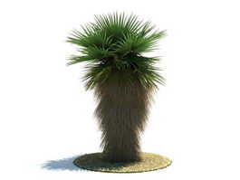 Washingtonia robusta tree 3d model preview