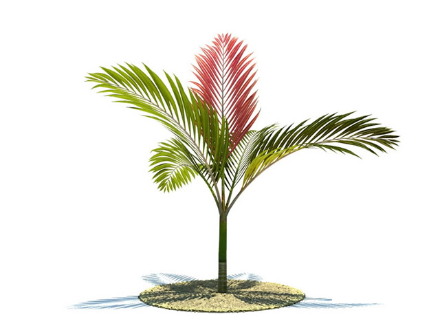Chambeyronia macrocarpa tree 3d rendering