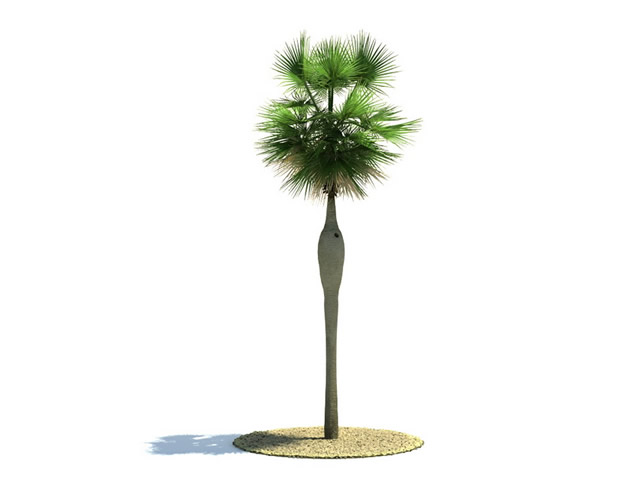 Coccothrinax spissa tree 3d rendering