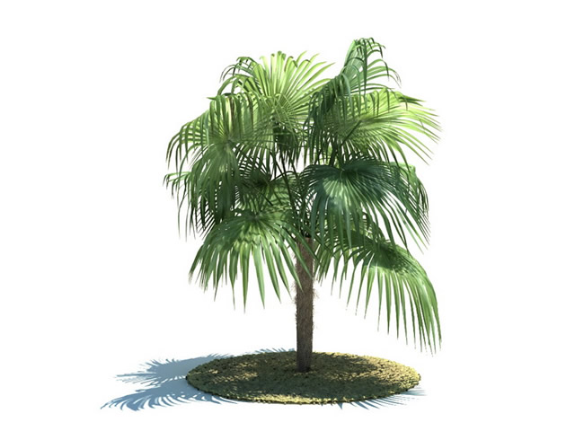 Zombia antillarum tree 3d rendering