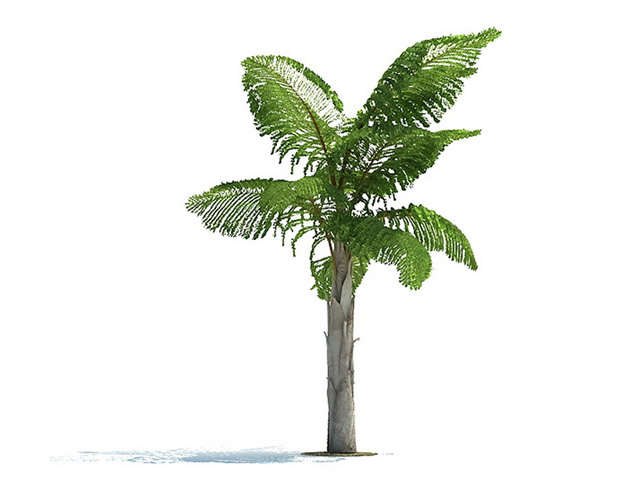 Caryota gigas tree 3d rendering