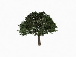 Cypress tree 3d model preview