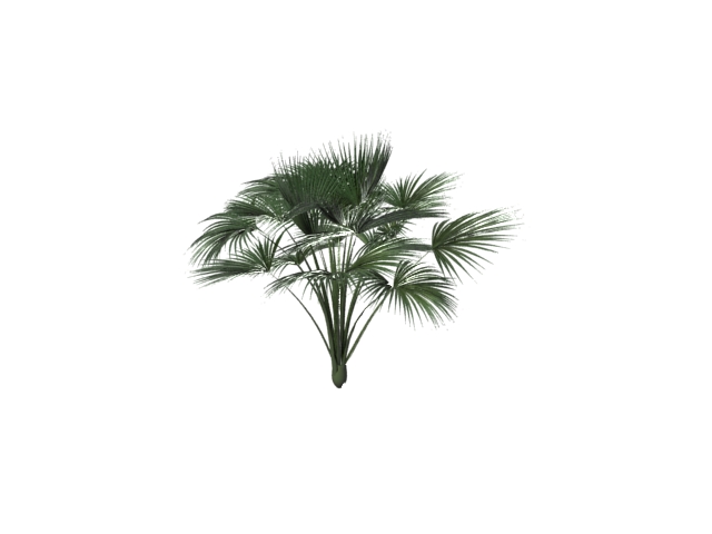 Palm tree 3d rendering