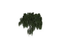Salix willow tree 3d model preview