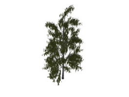 Betula birch tree 3d model preview