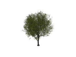 Cherry tree 3d model preview