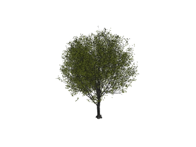 Cherry tree 3d rendering