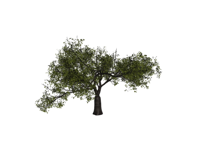 Black cherry tree 3d rendering