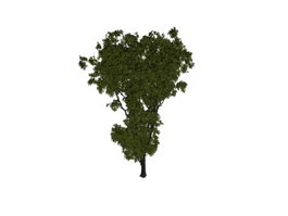 Old elm tree 3d model preview
