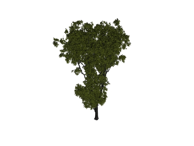 Old elm tree 3d rendering