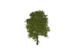 Highly detailed tree 3d model preview