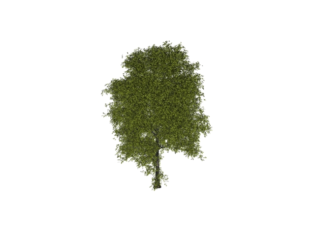 Highly detailed tree 3d rendering