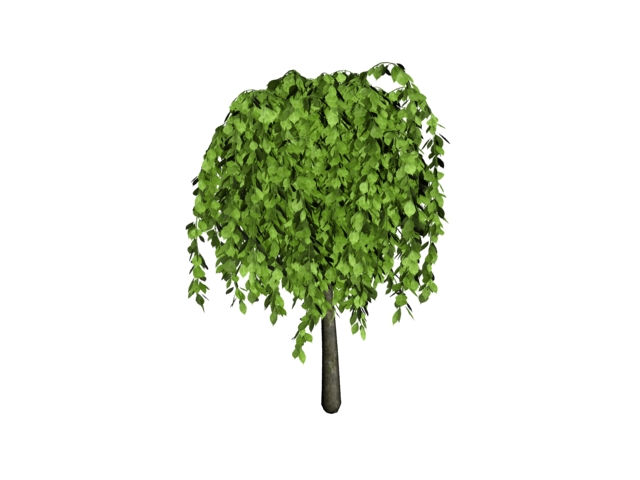 Broadleaf tree 3d rendering