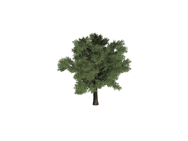 Pine tree 3d rendering