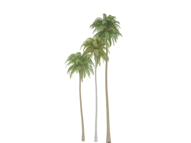 Coconut palm tree 3d rendering