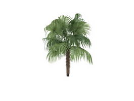 Sugar palm tree 3d model preview