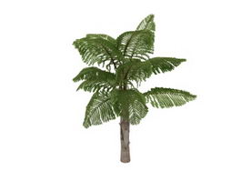 Chinese fan-palm tree 3d model preview