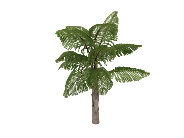 Chinese fan-palm tree 3d rendering