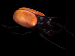 Five-Horned Rhinoceros Beetle 3d preview