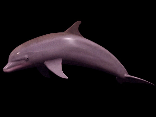 dolphins 3d image of human
