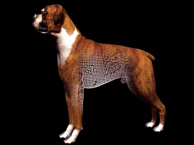 German boxer dog 3d rendering