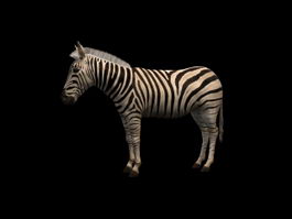 Chapman's zebra 3d model preview