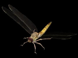 Dragonfly 3d model preview