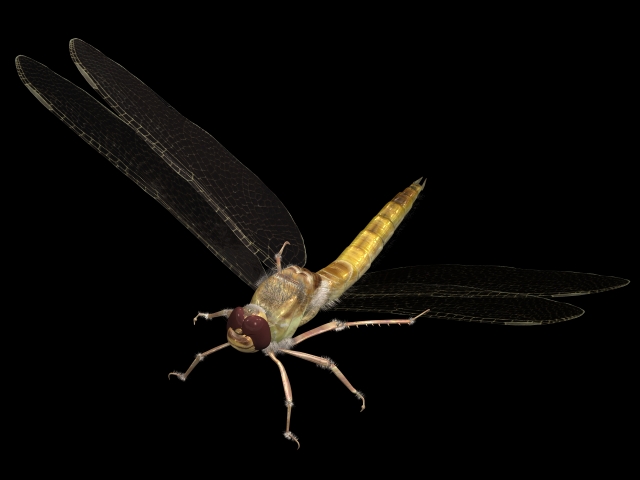 Dragonfly 3d rendering