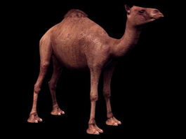 Dromedary camel 3d model preview