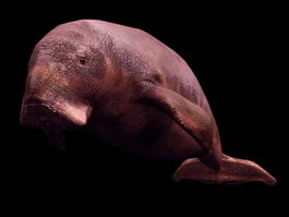 Marine mammal dugong 3d model preview