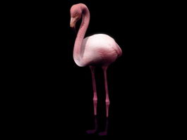 Wading bird flamingo 3d model preview