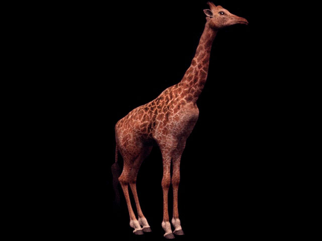 Masai giraffe 3d rendering