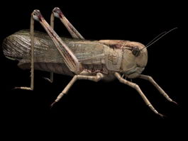 Locusts grasshopper 3d model preview