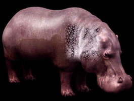 Hippopotamus (river horse) 3d model preview