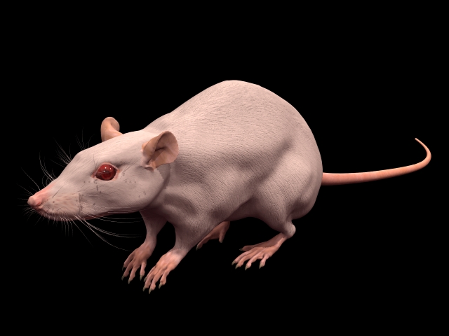 Включи 3 мыши. Лабораторная крыса. Лабораторные мыши. Крыса моделька. Мышка 3д модель.