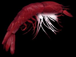 Large red prawn 3d model preview