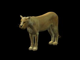 African lioness 3d preview