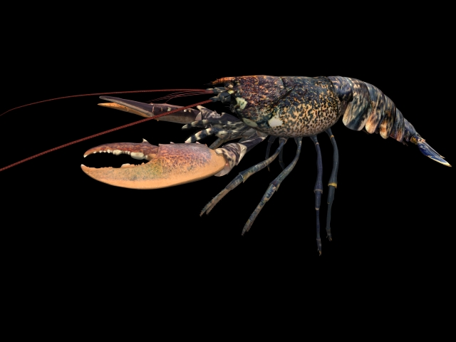 European lobster 3d rendering