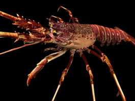 Spiny lobster 3d preview