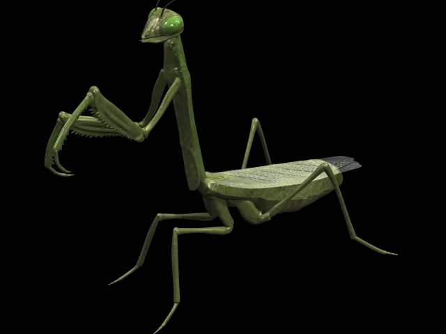 Mantis 3d rendering