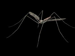 Mosquito 3d model preview