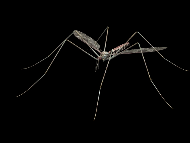 Mosquito 3d rendering