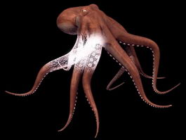 Common octopus 3d model preview